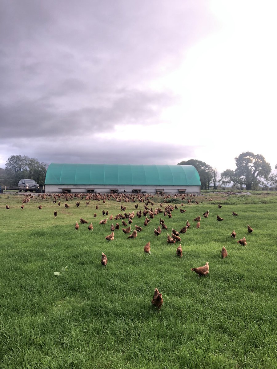 Our girls onto fresh pasture this morning. Plenty of white clover in this pasture and they love it.
