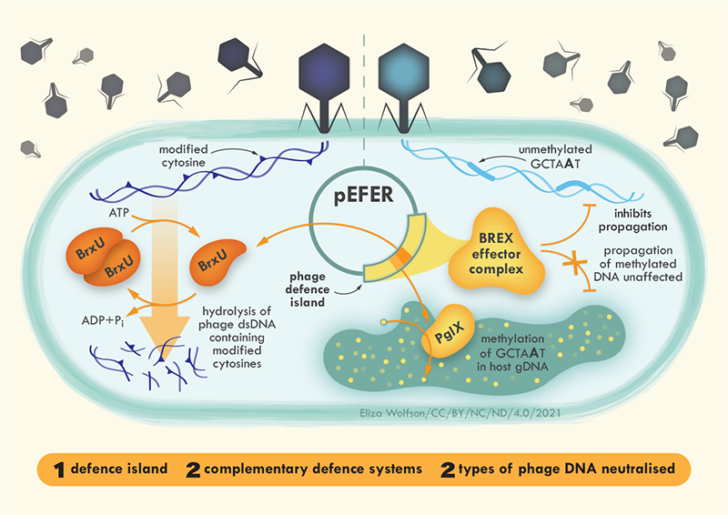 BlowerLab's tweet photo. 1/5 New lab paper in @NAR_Open from Dr David Picton. We show complementary action of two systems within a phage-defence island. BREX and type IV restriction provides robust protection against a wide range of phages. https://t.co/IxVl7AX3Ih https://t.co/Lu6FlGpBlN