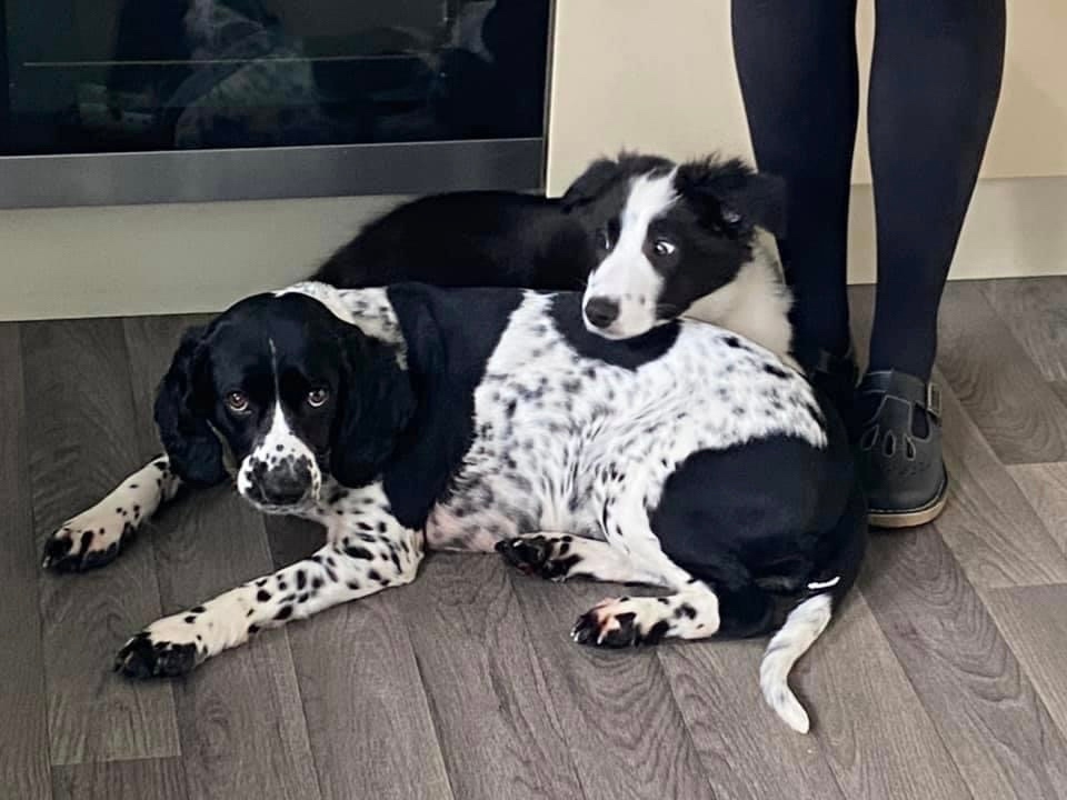 RoyDogBehaviour's tweet image. “Roy recently came to our house to help with our new puppy’s food aggression towards our other dog. Sorted in two minutes!!

🐕 50% OFF 🐕 my online dog behaviour sessions in October 

ruffwalkers.co.uk