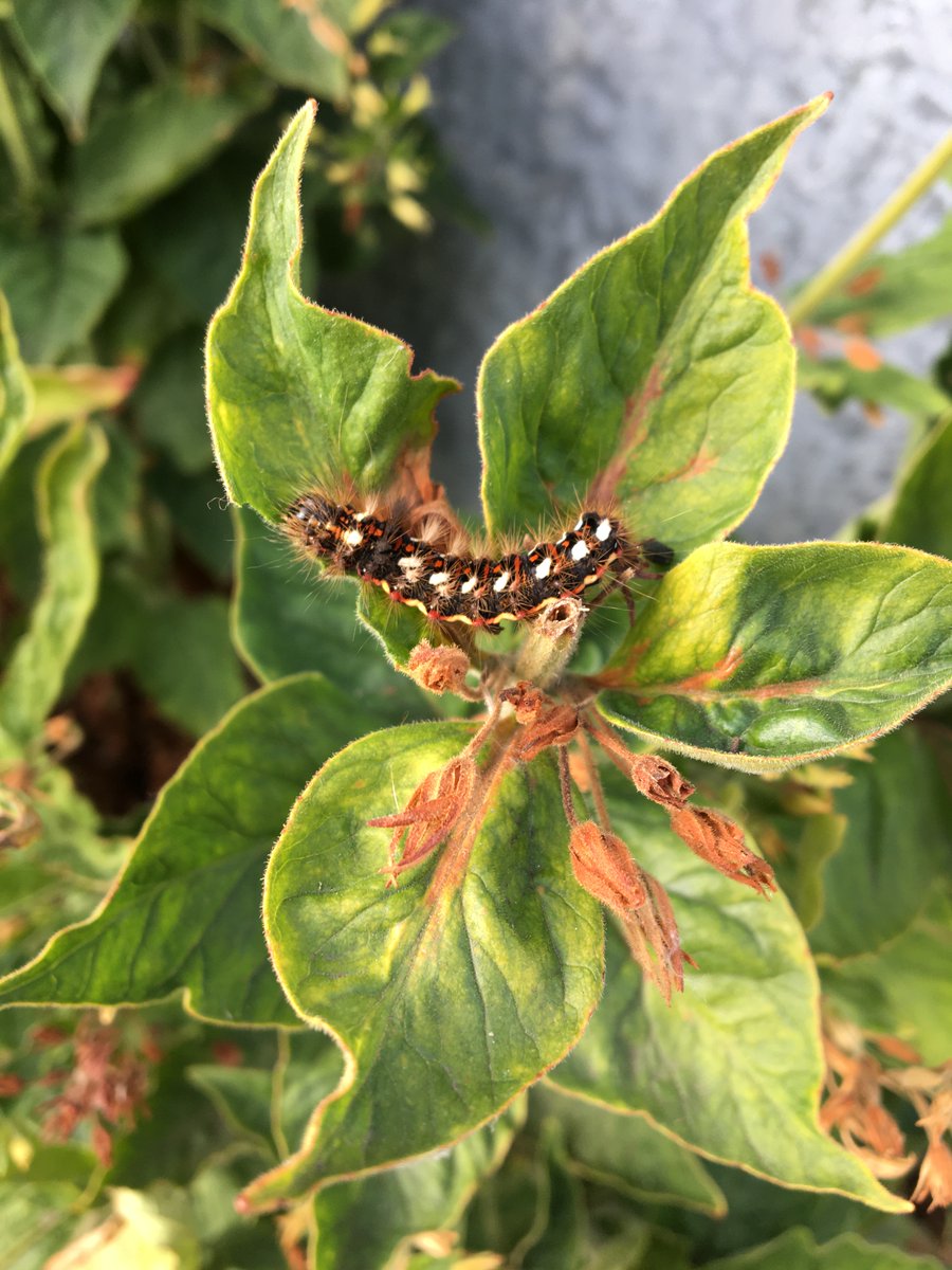 SaffronAcres's tweet photo. We are proud to be part of Polli:Gen with @LtL_News! We had great fun showing pupils from @knightontmet around &amp; discussing the importance of pollinators! Looking forward to the pupils helping us come up with new ideas! They also found some fab creepycrawlies! #PollinationPower https://t.co/YTyolQudJq