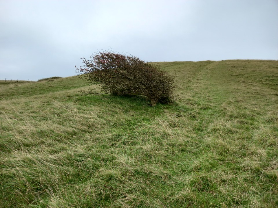 17 Oct. Ride from Falmer to Jevington and back. 39 miles 🚴‍♂️ Photo - a windswept Hawthorn bush on Windover Hill near Alfriston #SouthDownsWay