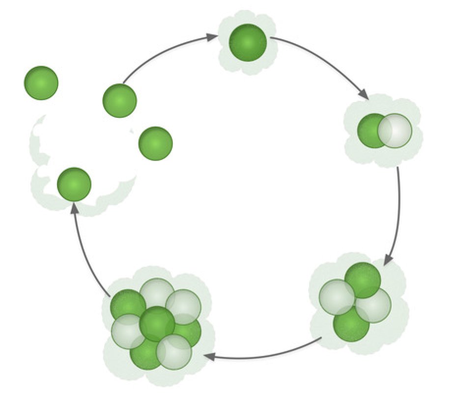 Reproduction: How can the division of labor of cells prevail? The Evolution of irreversible somatic differentiation, new eLife publication by @ab_in_ , @yuanxiao_gao and @EvolTheoArne evolbio.mpg.de/3560311/news_p…