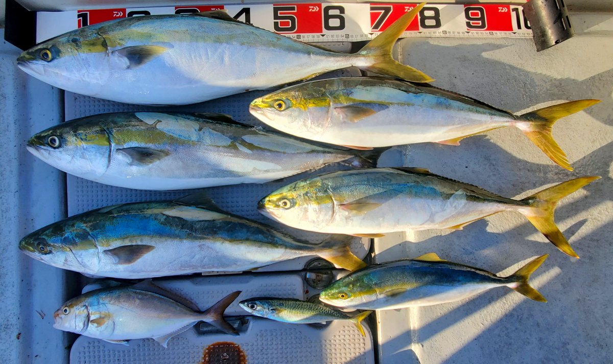 本日の明石沖ジギング釣果 今日は一人で出船 朝は青物調子良かったです 昼からはタイラバしてもフグばかりで シオと小鯖のみ フグは15匹くらい釣れました ラインブレイク3回 私の横でたぶんサンテレビの 四季の釣り のロケしてました 赤い服の人いま 本日の明石沖ジギング釣果 今日は一人で出船 朝は青物調子良かったです 昼からはタイラバしてもフグばかりで シオと小鯖のみ フグは15匹くらい釣れました ラインブレイク3回 私の横でたぶんサンテレビの 四季の釣り のロケしてました 赤い服の人いま