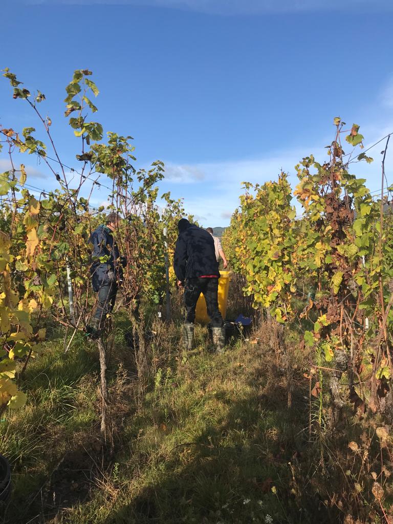 Armbruster_68's tweet photo. 🍇Essai mildiou bio : notre équipe technique évalue les gains/pertes suite à l'intégration de solutions de bio-contrôle pour réduire ↘️ la dose de cuivre. #recherche #innovation #viticulture #biocontrole https://t.co/VWIqz5EoXA