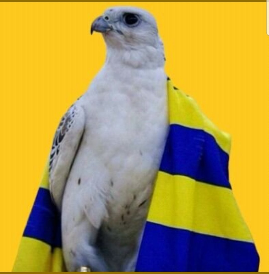 Saad (@saad62438395) on Twitter photo 