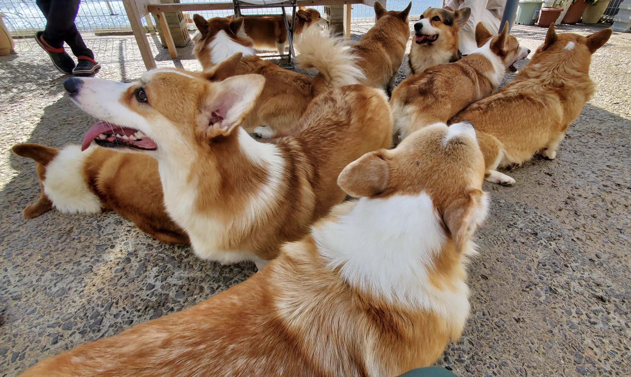 モフモフ天国！長崎県の『ドッグヒル』にて可愛いコーギーが勢揃い！