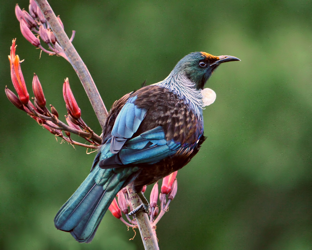 ZealandEarly's tweet photo. #BirdoftheYear #VoteTui
Tūī resemble parrots in their ability to imitate human speech. Māori sometimes trained tūī to talk, & some chiefs taught their birds complex speeches. Tui can also re-create sounds like glass shattering, car alarms, & advertising jingles. Source: Wikipedia https://t.co/jXG4jzF0CJ