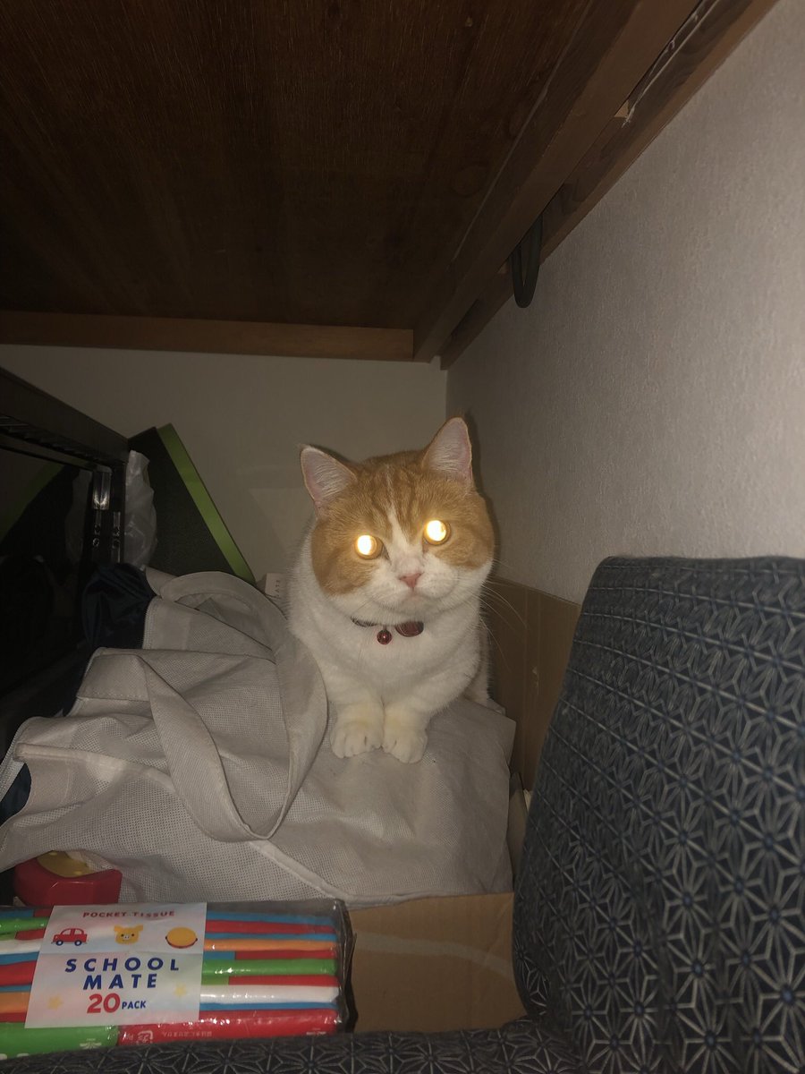 manchikannomoka's tweet photo. ビーム
#ネコ #猫 #고양이 #katze #ねこ #ねこすたぐらむ #life #chat #cat #catstagram #cuteanimals #cutecat #instacat #gato #kitty #kitten #catsofinstag https://t.co/NrRi3OrfrF