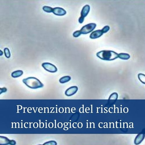 Enopiave's tweet image. Corso in aula con Vinidea : Prevenzione del rischio microbiologico in cantina 23.11.21

Per info ed iscrizione:

enopiave.it/2021/10/18/cor…