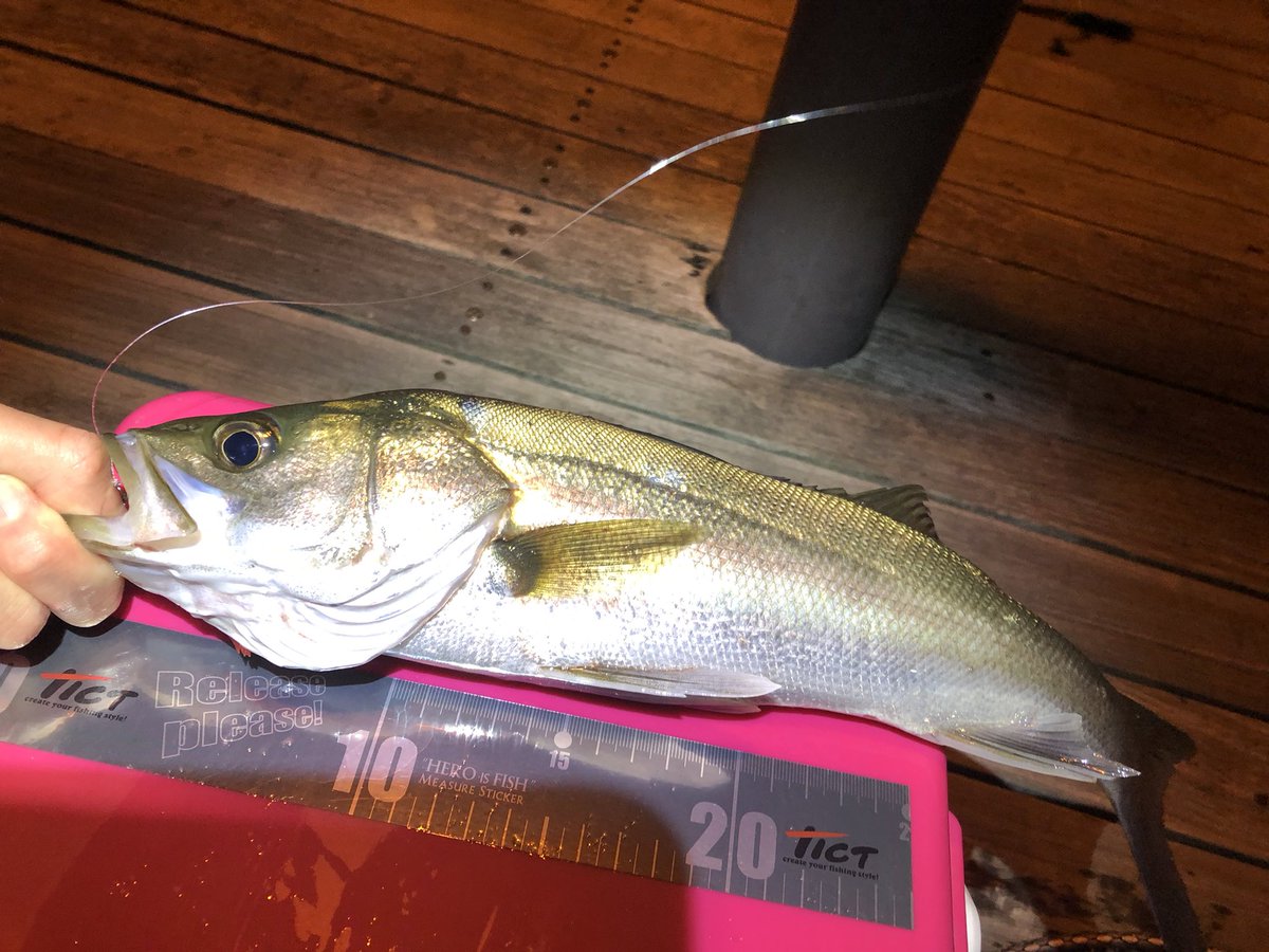 イカがいないのでシーバスさんに遊んでもらう 