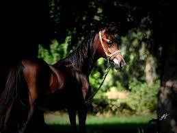 سَتَخْرُجُ سَلْمى مِنْ زَنازينِ لَيْلِها.. تُجاري صَهيلَ الفَجْرِ في السُّهْبِ وَالجُرْدِ
وَتُشْرِقُ أَرْضٌ أَنْبَتَتْ خَيْرَ مُهْرَةٍ.. سَليلَةَ نَهْدٍ مُعْرِقِ الأَصْلِ عَنْ نَهْدِ
facebook.com/mahmod.mari1/p…