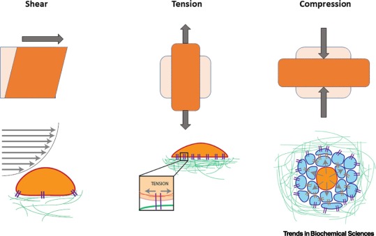TrendsBiochem's tweet image. Also read articles on #ribonucleoprotein assembly (@DrMaggieRodgers @woodson_lab), #DNAPAINT (@RamanWee @mikefilius @ChirlminJoo_Lab), enzymes for increasing and maintaining large +#RNAviruses (@canardbruno et al), and PI3K in #mechanotransduction! 

bit.ly/3vngUwG