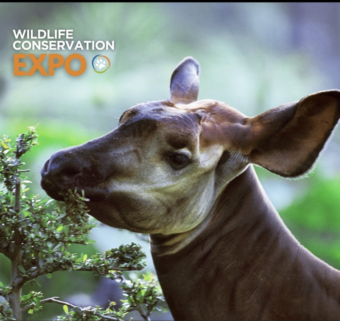 Ley_Uwera's tweet photo. #WorldOkapiDay #Okapiconservation https://t.co/Qeg0UFHt1i