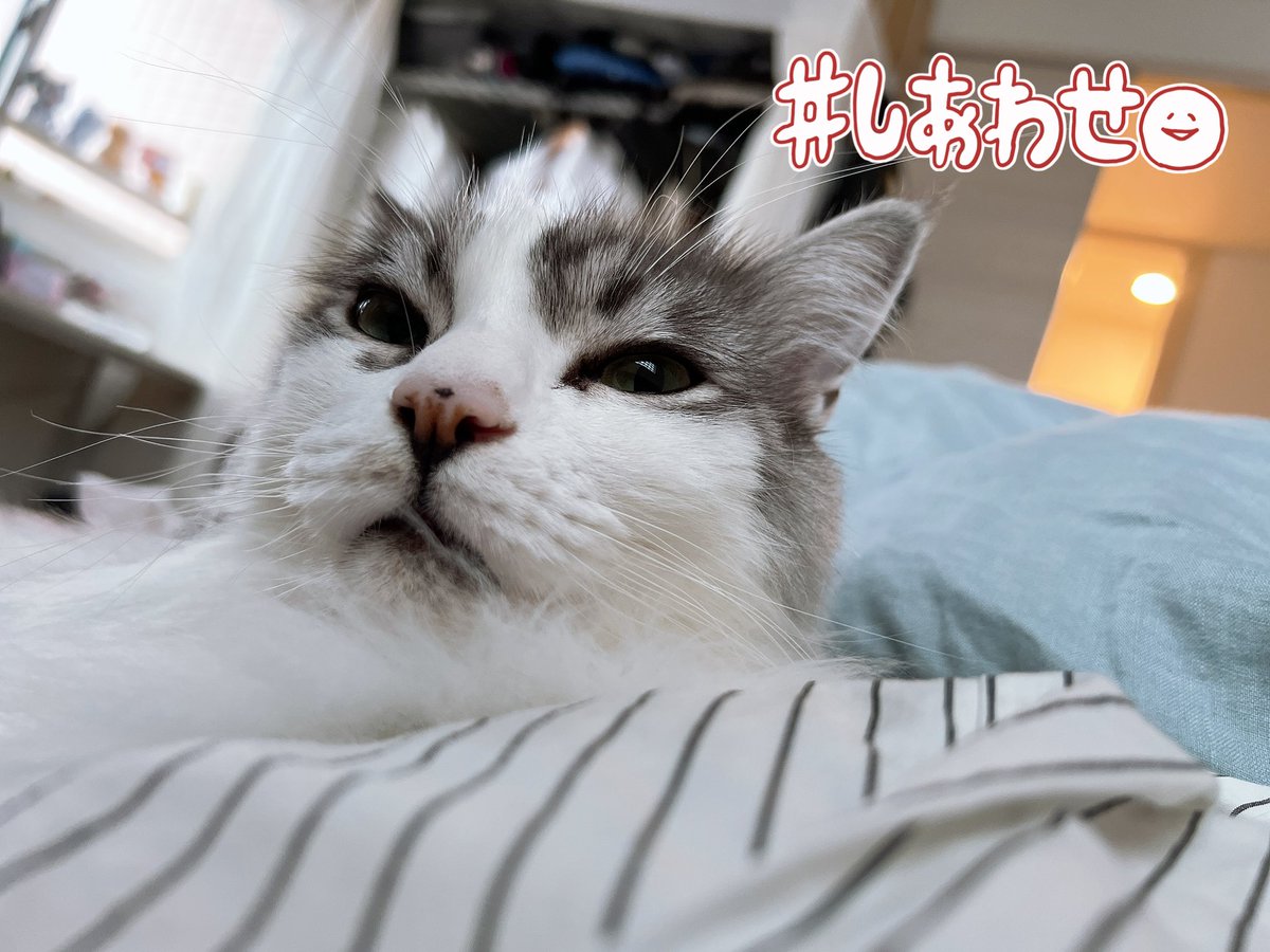 55_chipnyan's tweet photo. 流行りのにゃんトーク🐾

チップからの愛が割と激しめやった

#にゃんトーク https://t.co/291nY5cylP