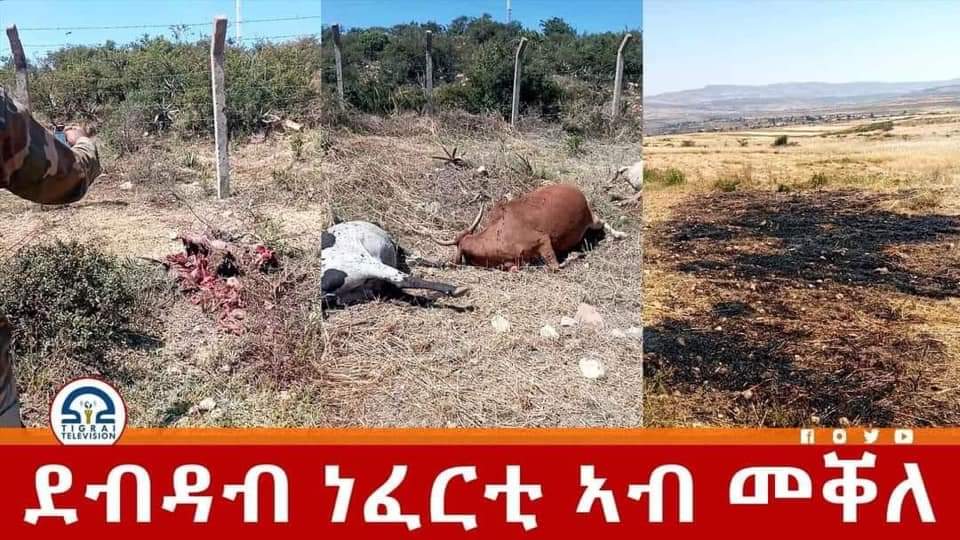 GjQbNJwLgJcgM1Z's tweet photo. Now, #AbiyAhmedAli is bombing Capital  City of Tigray, #Mekelle. No military target but Civilians and cattles killed. 
The Ethiopian gove🇪🇹 is targeting Civilians.
 #TigrayGenocide 
@UN, @antonioguterres @POTUS @UNHumanRights @amnesty @USAmbUN @SecBlinken https://t.co/M0UWs3TFcs https://t.co/y5gFf4geqT