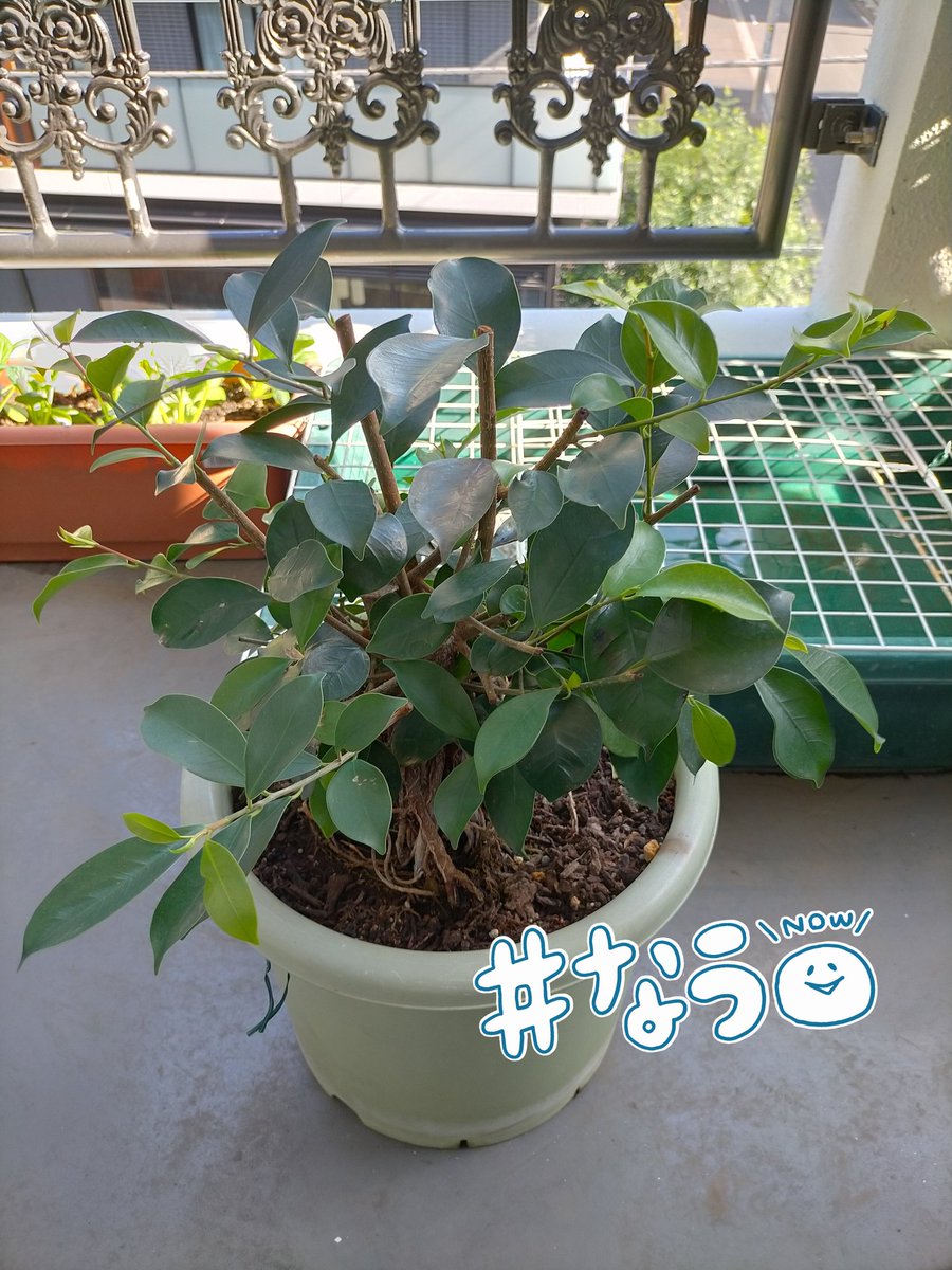 Top Tweets For ガジュマル Twstalker