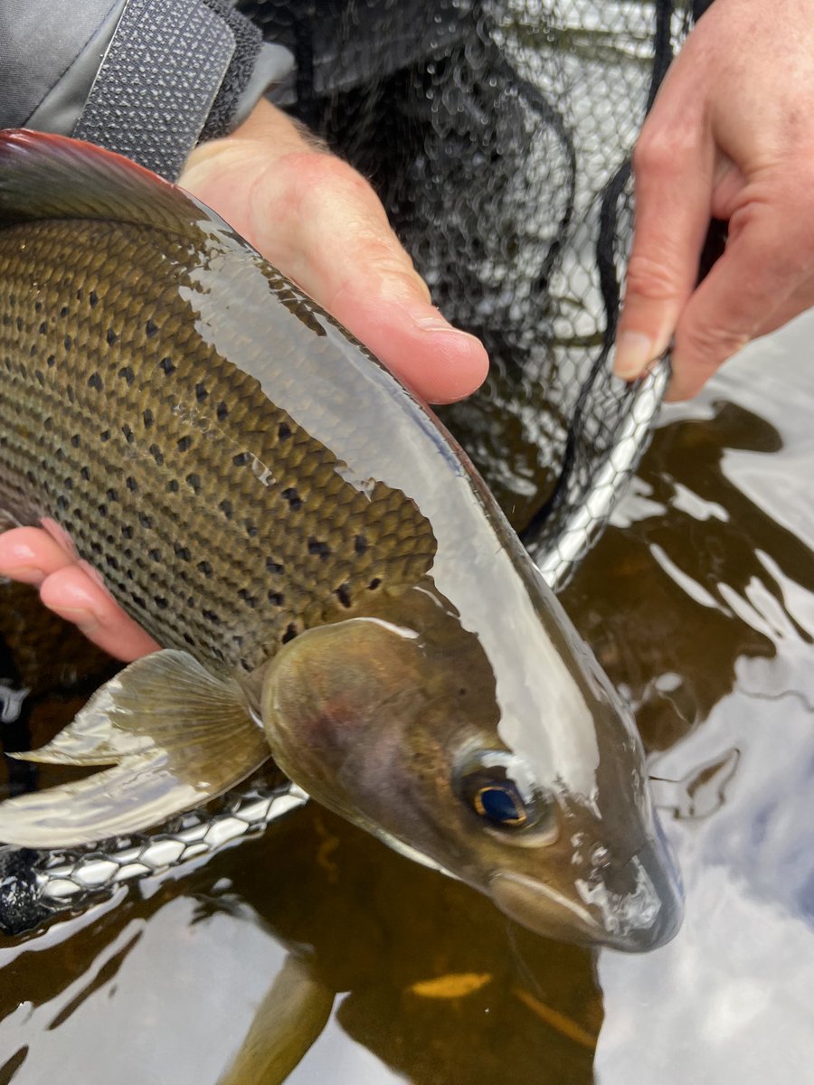 The next Fish On - On Tour event will be held on the Welsh Dee on Sunday 28 November. Book your place here: fishonproductions.co.uk/category-52/ON…

#fishon #fishonproductions #ontour #welshdee