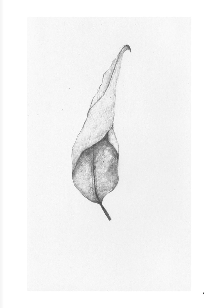debil0s's tweet photo. nature morte https://t.co/CiGRwGqP0a