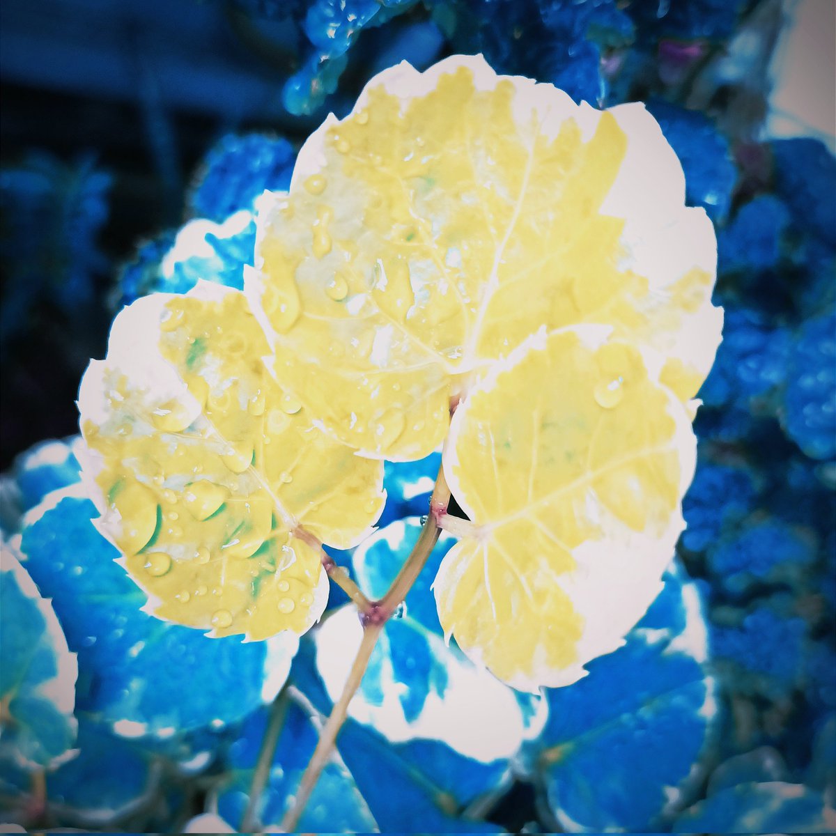 ParinyaYiam's tweet photo. #NewProfilePic https://t.co/Te7dBDwr8F