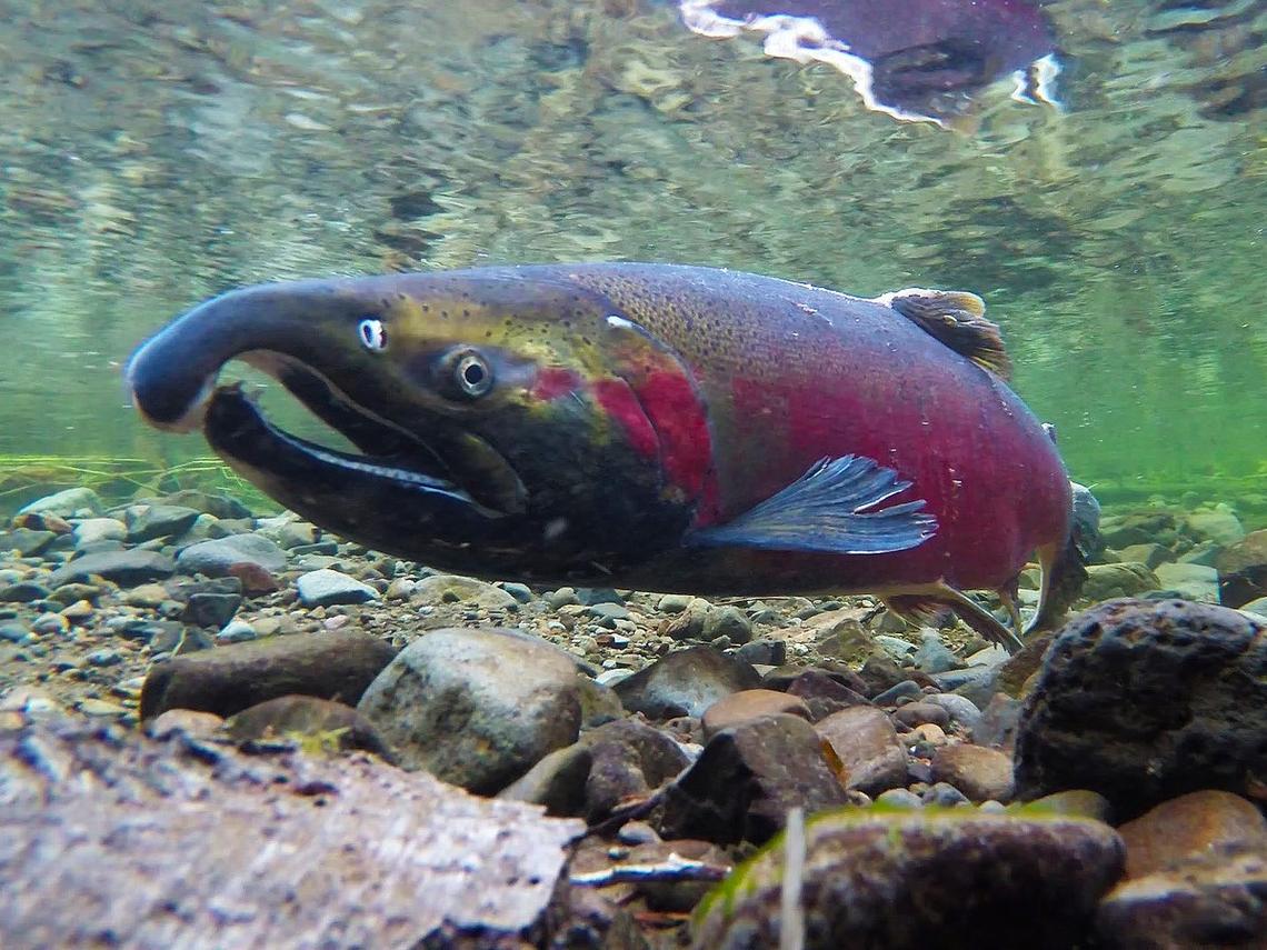 U.S. Fish and Wildlife Service on X: This is a coho salmon. DYK male salmon  get a hook jaw when they return to spawn? 🐟 This week we're taking you to  some