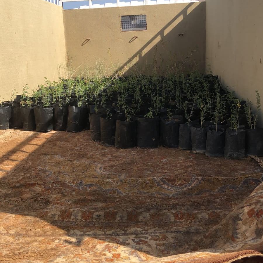 adm_beaht's tweet photo. توزيع ٥٠٠ شتلة من الأشجار البرية لمنطقة صور الصناعية مدائن https://t.co/QaXuns5Yj3