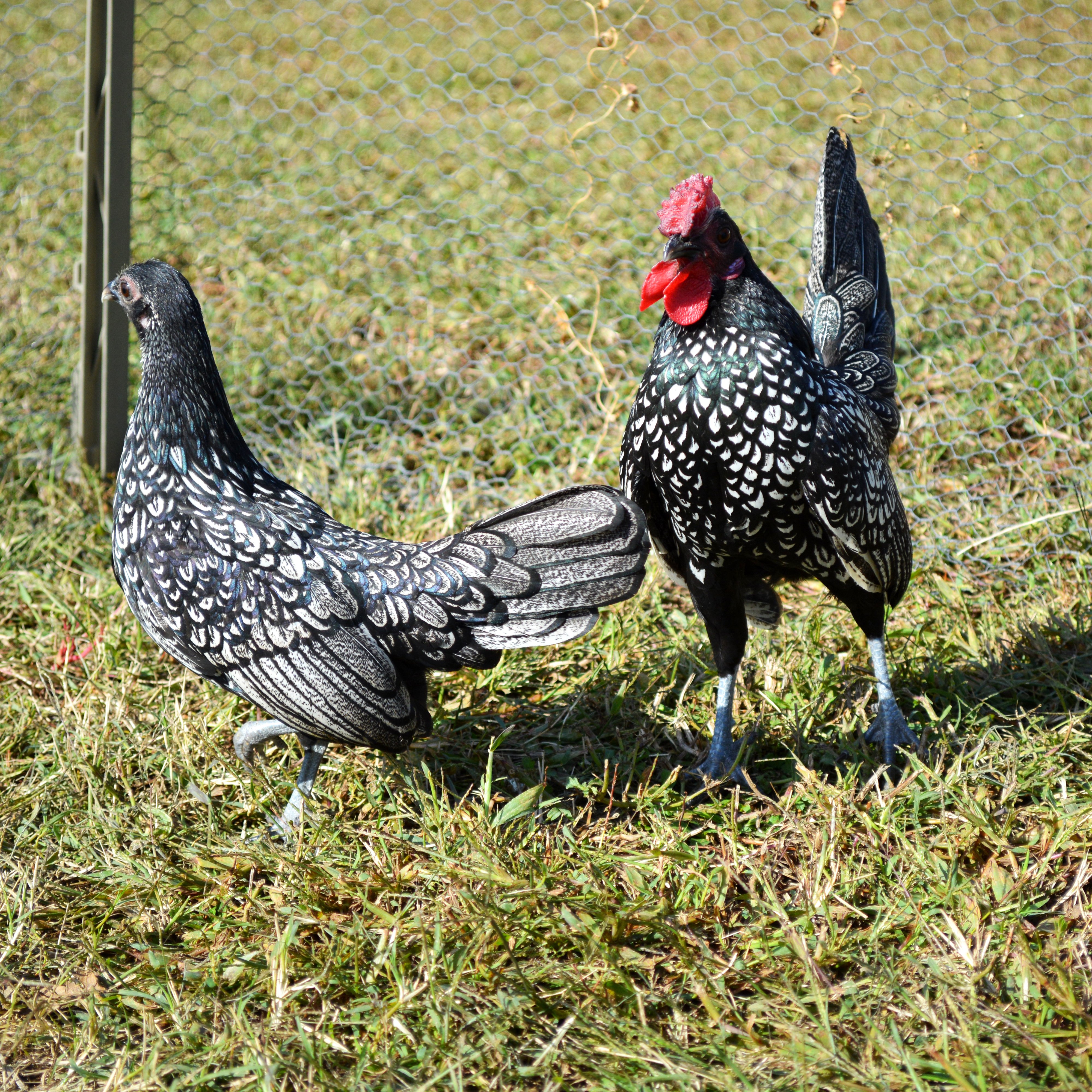 Cómo Se Dice En Inglés Gallina Finca Casarejo (@fincacasarejo) / Twitter