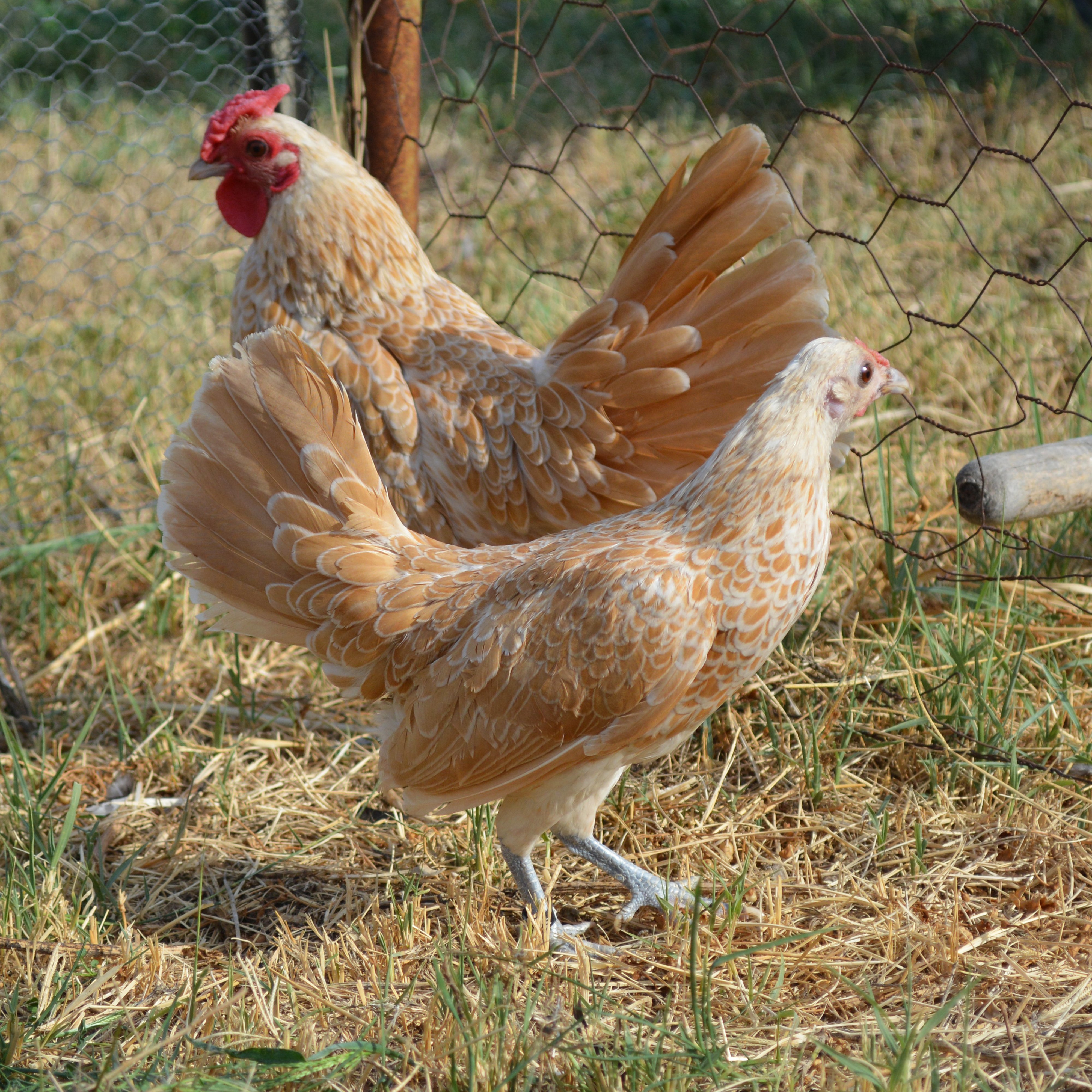 Cómo Se Dice En Inglés Gallina Finca Casarejo (@fincacasarejo) / Twitter