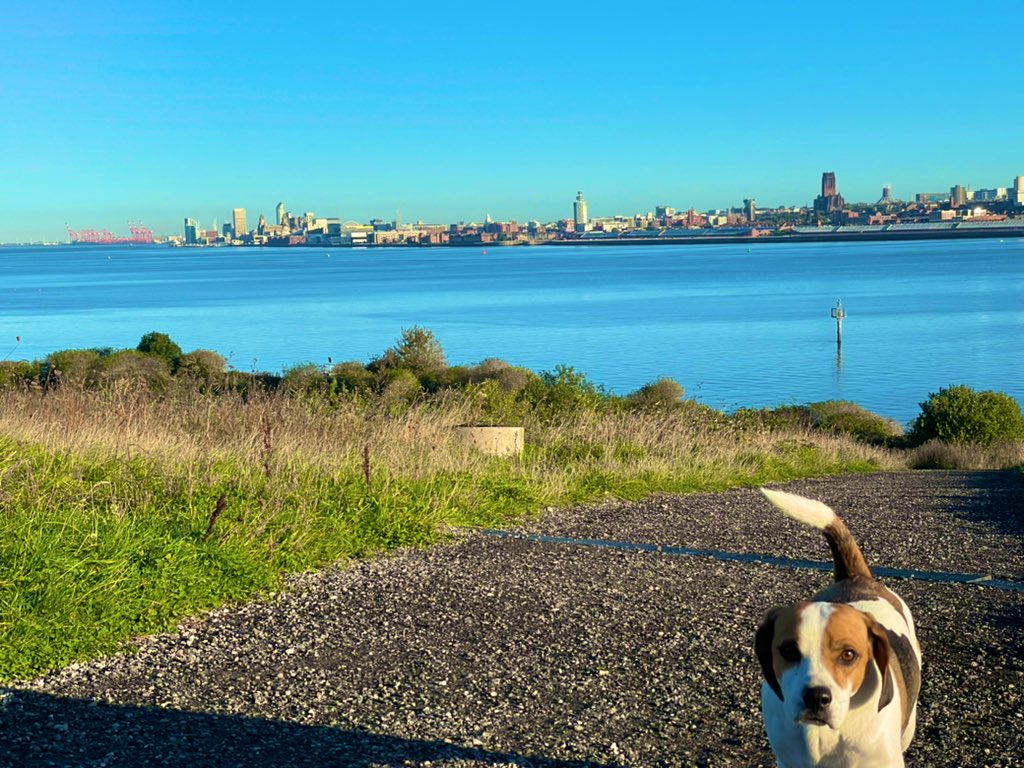 BeagleMarvin's tweet photo. Sometimes we wonder if he knows how lucky we are…
#rescuebeagle #wirral #beagle https://t.co/BaZ8NBJVop