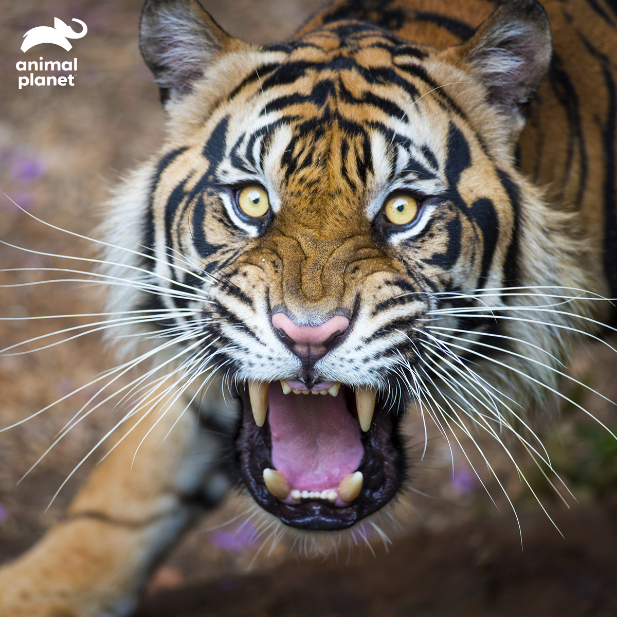 AnimalPlanetIn's tweet photo. The prey’s last surprise.
Hiding in thick bushes, tigers love to ambush their prey from behind giving them no absolutely no chance to survive.
#TigerTrivia https://t.co/FPZG1NRiPU