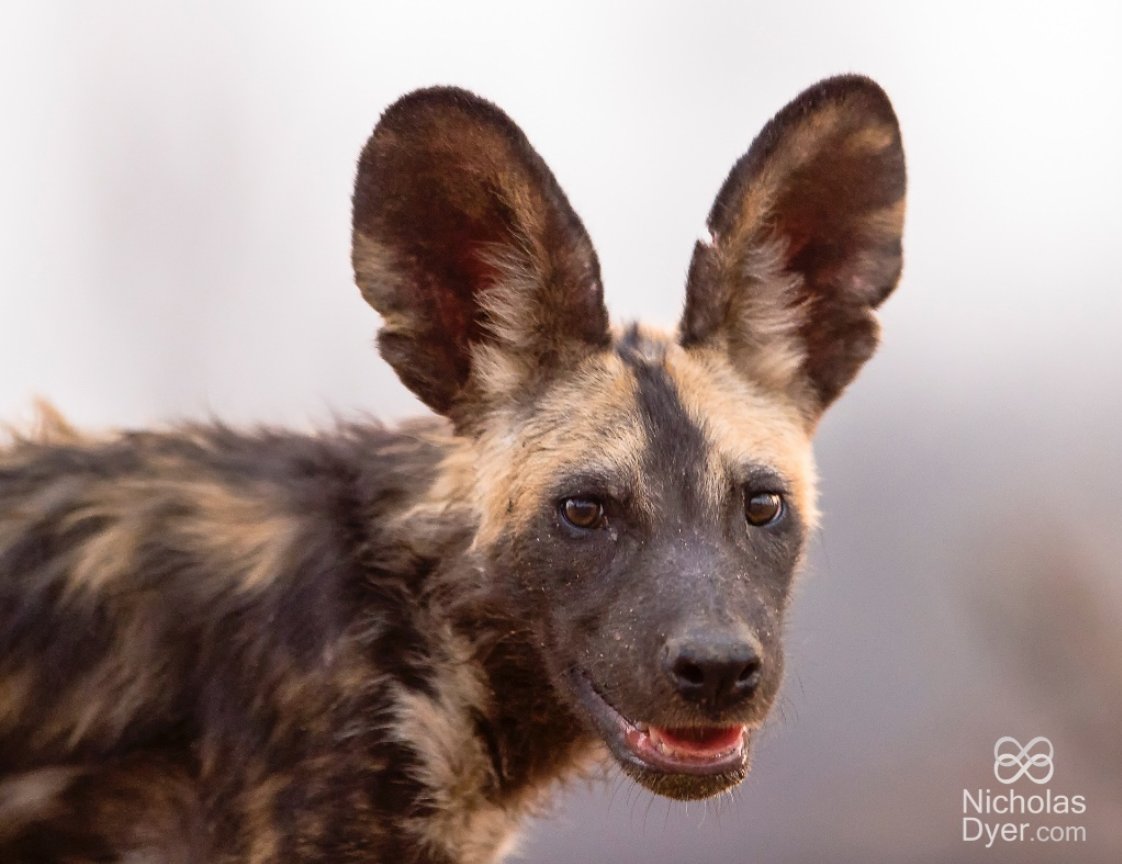 Living through the pandemic & saving painted dogs has been our goal, thanks to your support for making it possible.
Our 3rd quarter project update is now out bit.ly/3DQ1cxd

#savethepainteddog #pdc #africanwilddog #wildlife #conservation #painteddog 

📸:@nicholasdyerpix