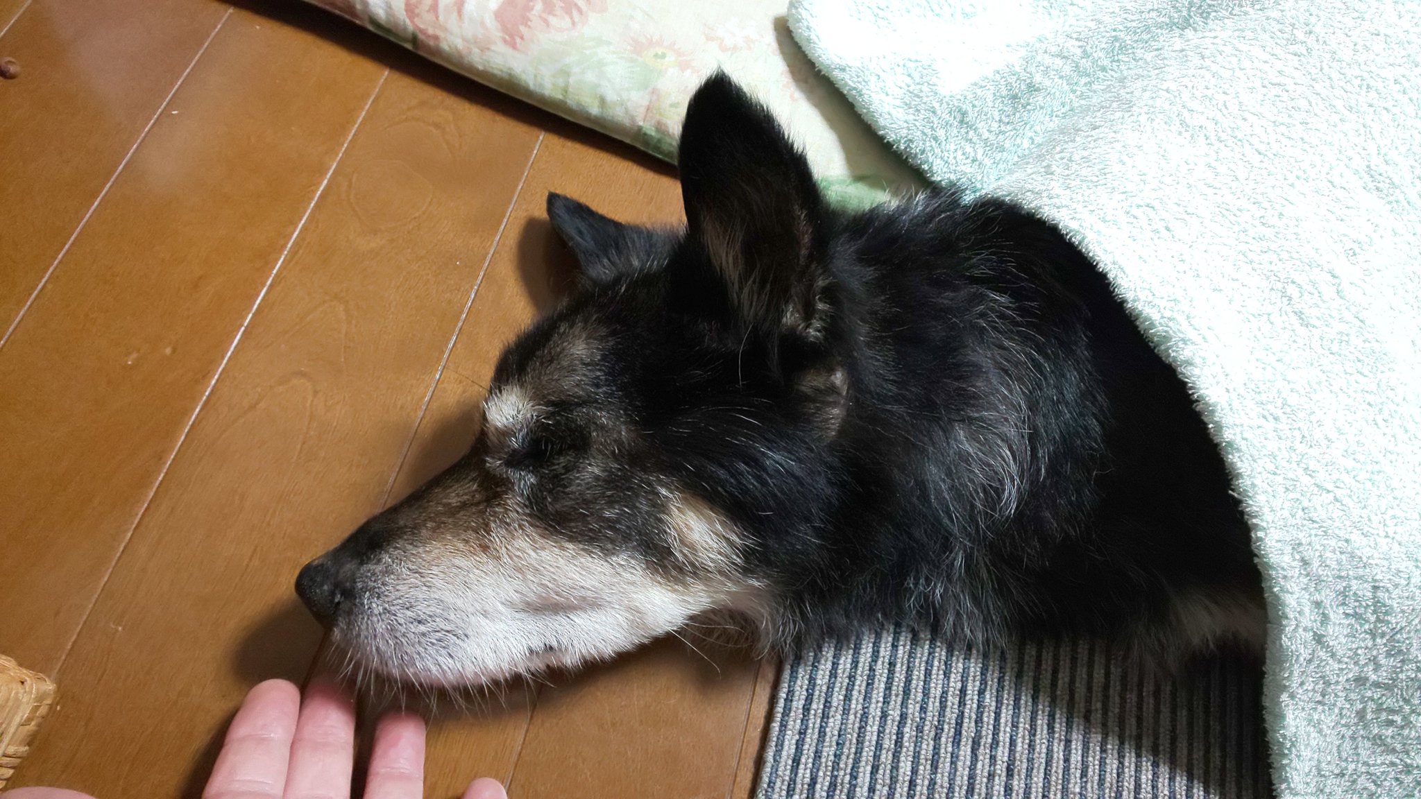 Uzivatel もも Na Twitteru じん もう立ち上がる のも困難になり ほとんど食事も摂らなくなった 夜鳴きの時間も長くなり昼間は部屋の隅で倒れたままずっと眠っている 一緒に居られる時間も残り少ないのは見ていて判るが 少しでも楽でいて欲しいと願うばかり 犬は