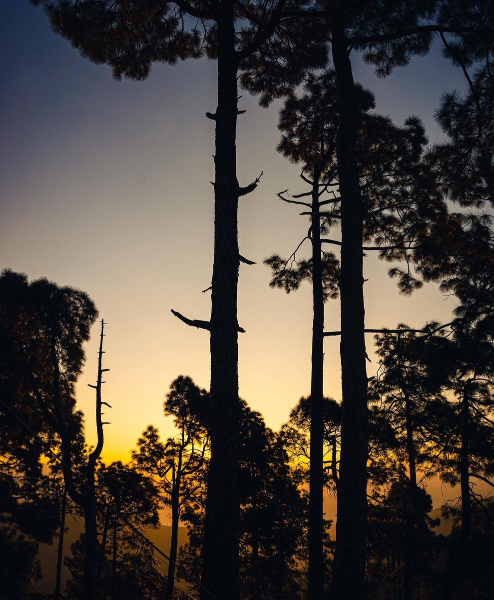 gostopsofficial's tweet image. Home to deodar trees and pine forests🍂🌳, the heights of Kasar Devi offer the best scenic landscapes in Uttarakhand. 😍🌄
.
.
.
.
 #goSTOPS #goSTOPSkasardevi #kasardevi #kasardevialmora #weekendtrips #almora #almorahills #thegreatoutdoors #hillstationsofindia #uttarakhandheaven