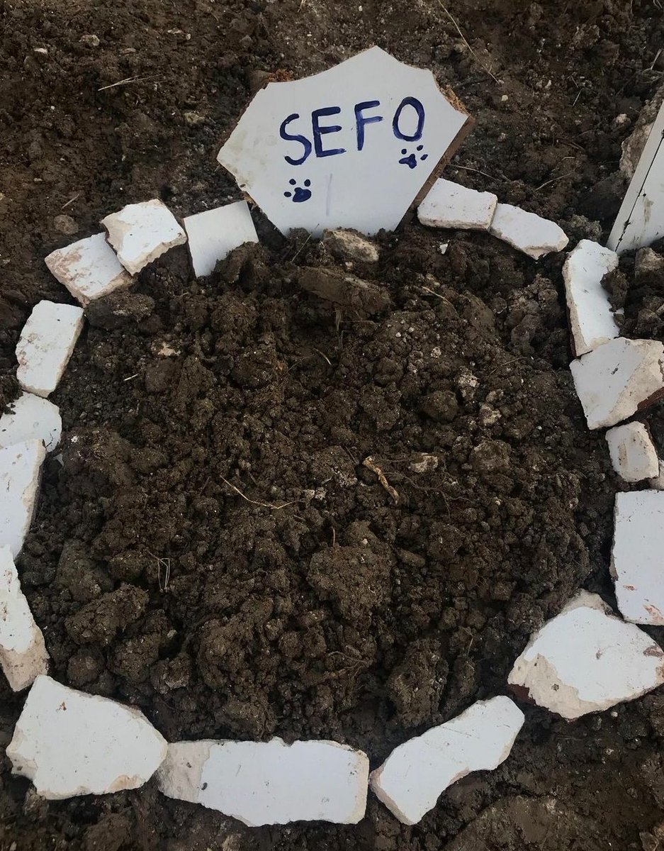 sefofipwarrior's tweet photo. Sefo'yu kaybettik. Gönderilen bağışlarla Sefo'nun klinik masraflarını kapatıp geri kalan parayı diğer fipli çocuklara bağışlayacağız. Başka canların acı çekmemesi için bu hesabı yardıma ihtiyacı olan canlar için kullanacağız. https://t.co/CfhdimOGuV
