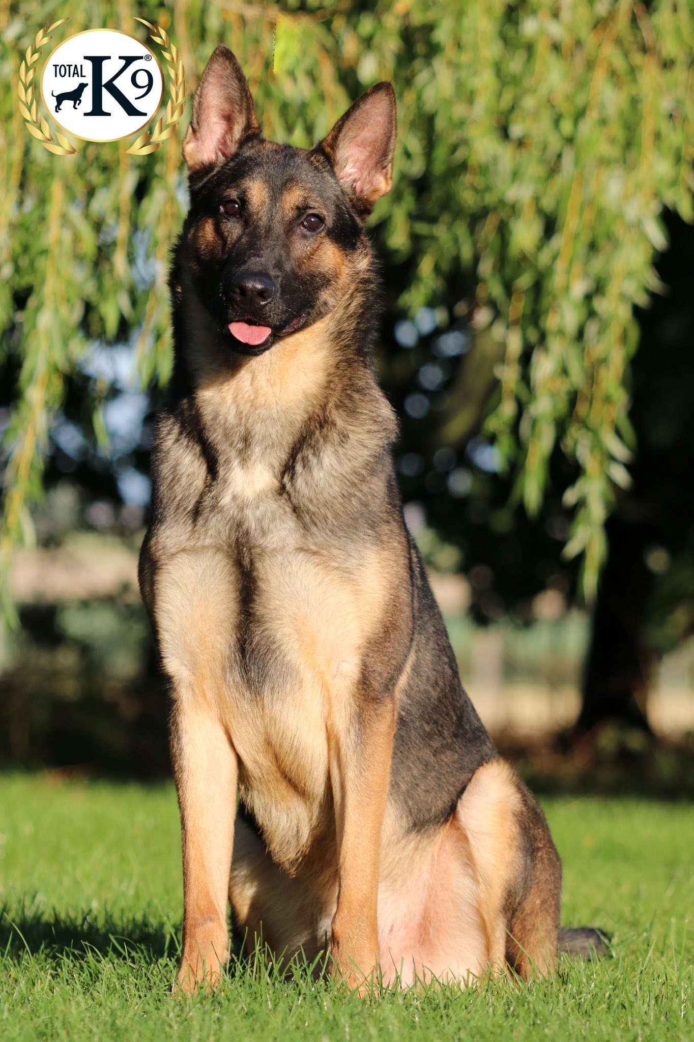 Total hotsell german shepherd