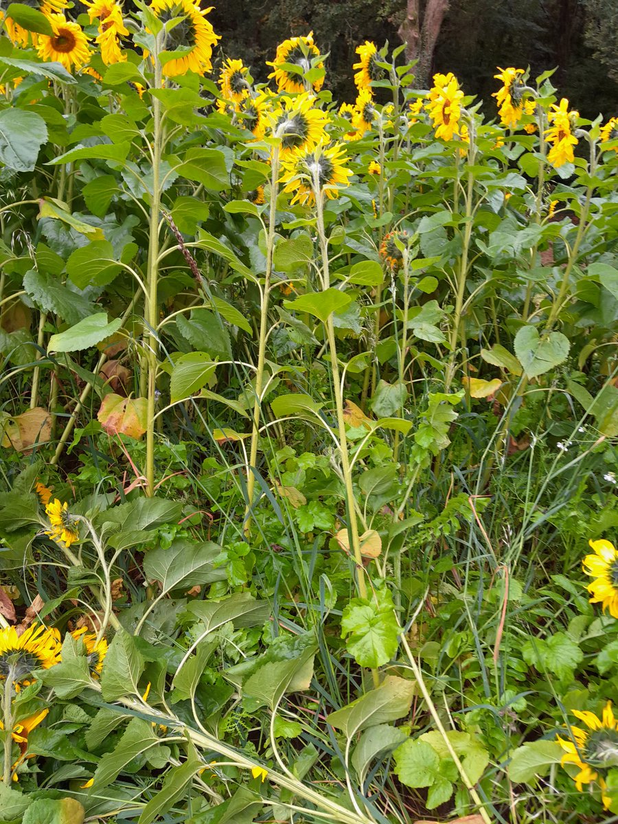 DavidMeallet's tweet image. Eh les TCIstes, c&apos;est ça un #Biomax ?