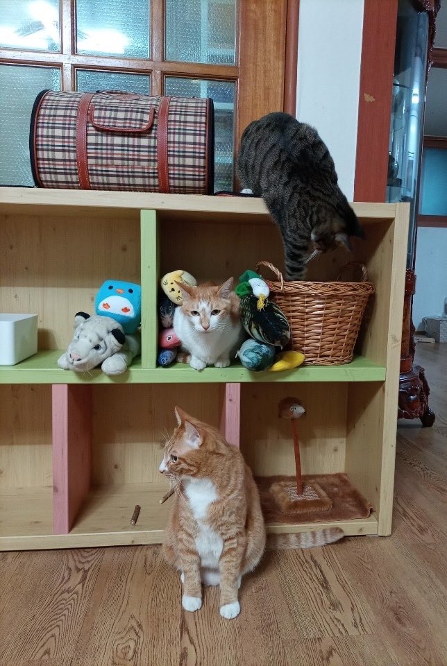 balonnyasar's tweet photo. 「211018」🐰

meow

meow meow

meow meow meow https://t.co/tWgPAGVK7a