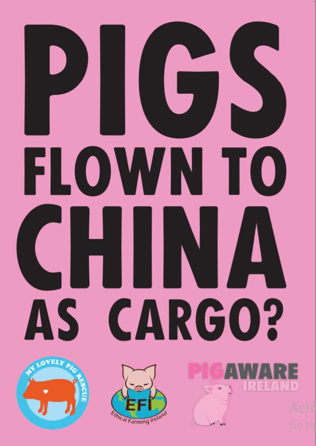 annetteand2dogs's tweet image. SPREAD THE WORD! 

The Irish Government plan to FLY LIVE PIGS all the way to CHINA, to small pens in high rise concrete factory &apos;farms&apos;. 

Don&apos;t let it happen! 

@ethicalfarmIE &amp;amp; @pig_rescue need YOU 

TOMORROW (Tues) 12 noon, Kildare Street, D2 

Tell them that #PigsDontFly!
