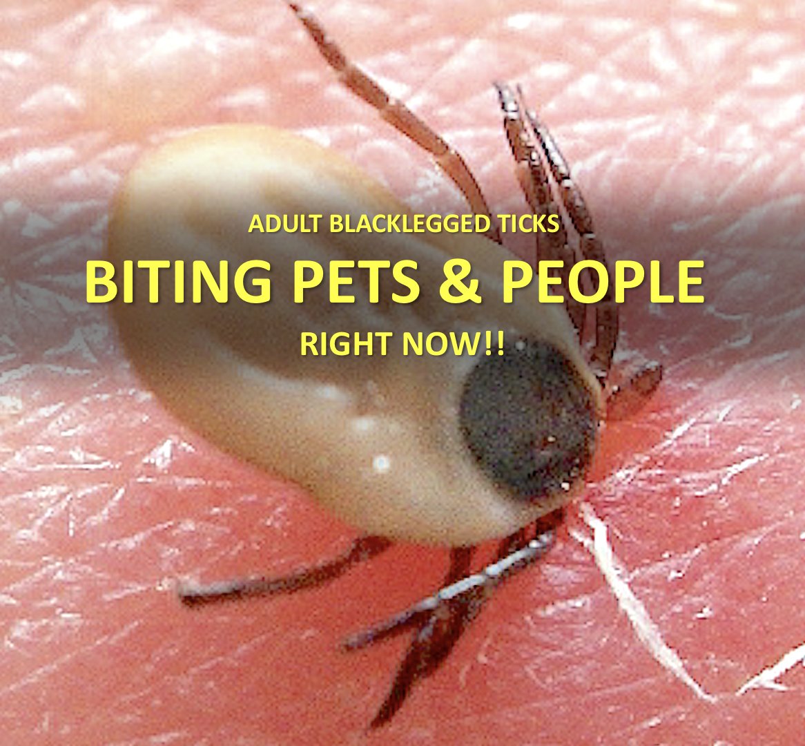 thetickguy's tweet photo. Fall is peak season for all types of adult blacklegged ticks. Check EVERY DAY! Prevent bites by tucking shirt-tails into permethrin-treated pants. Scan the QR for more #BeReadyForTicks ideas https://t.co/cztyzcIlCL. Don’t forget, submit tick pics #TickSpotters @LonnieRhea https://t.co/iXODorgTjQ