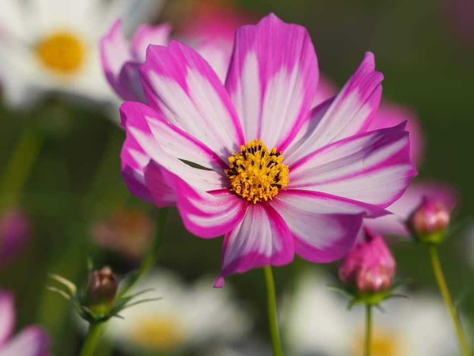 #ミスDJ
追っかけビューティフルってところです。
 今日のひたち海浜公園。
 訪れた友人が送ってくれた写真です。