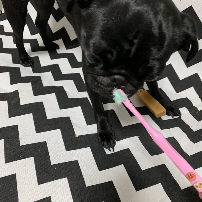 2 pic. これが、こうなります。

だいぶえぐい…

#pug #パグ #blackmonster https://t.co/uCwMG1pfix