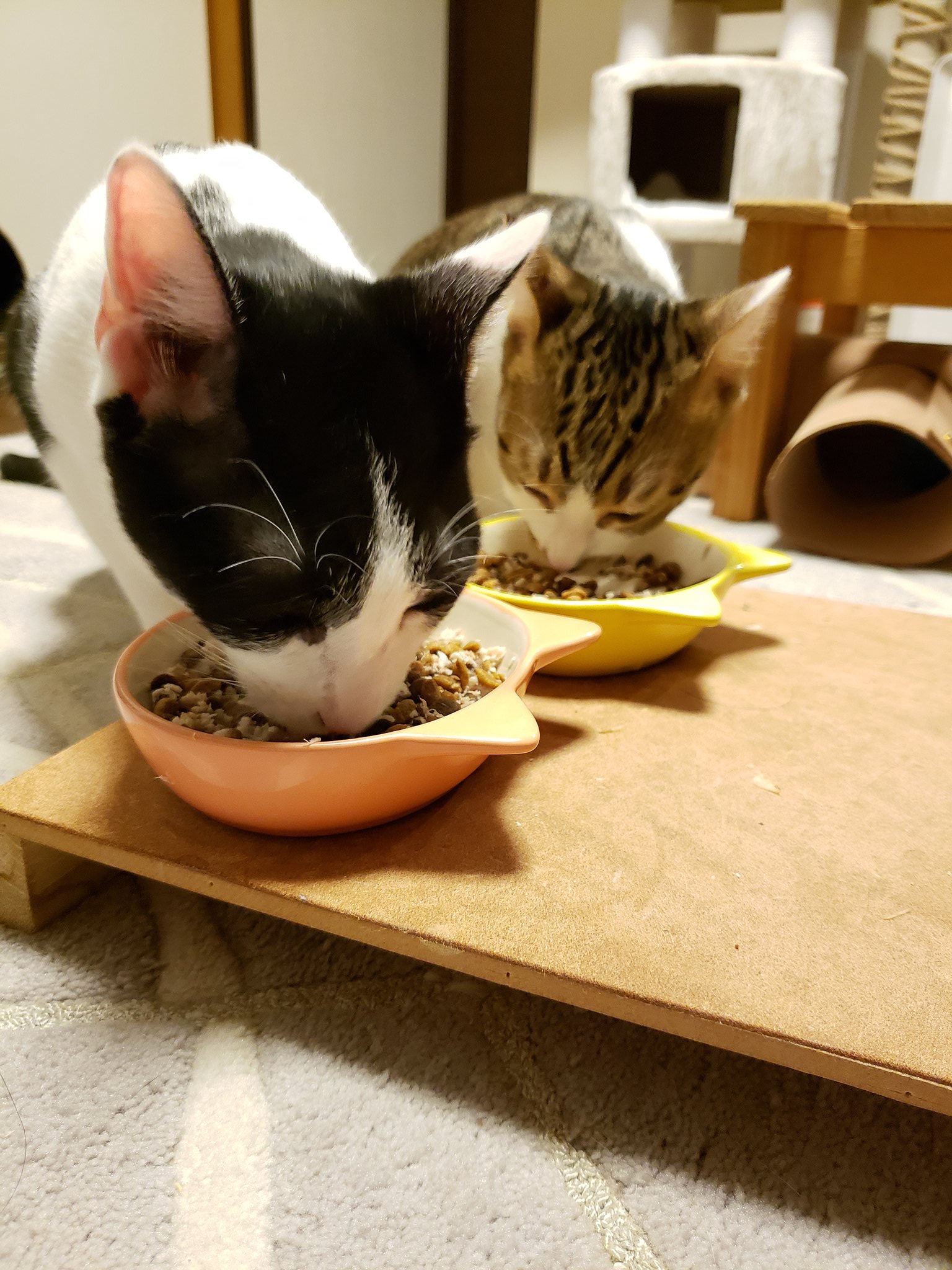 Tweets With Replies By ねこらいち Nekoraichi Twitter