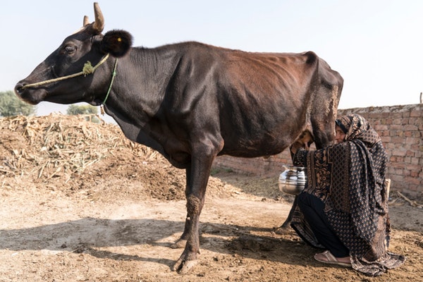 Anam42810883's tweet photo. Acknowledging farming families# contributors to the household food 🥛🌽🍖☕🍚🥚 and food security of nation. 
World Food Day 😀 Dairy-Beef Project @AciarPakistan
@ACIARAustralia https://t.co/3H7kbz4Zaj