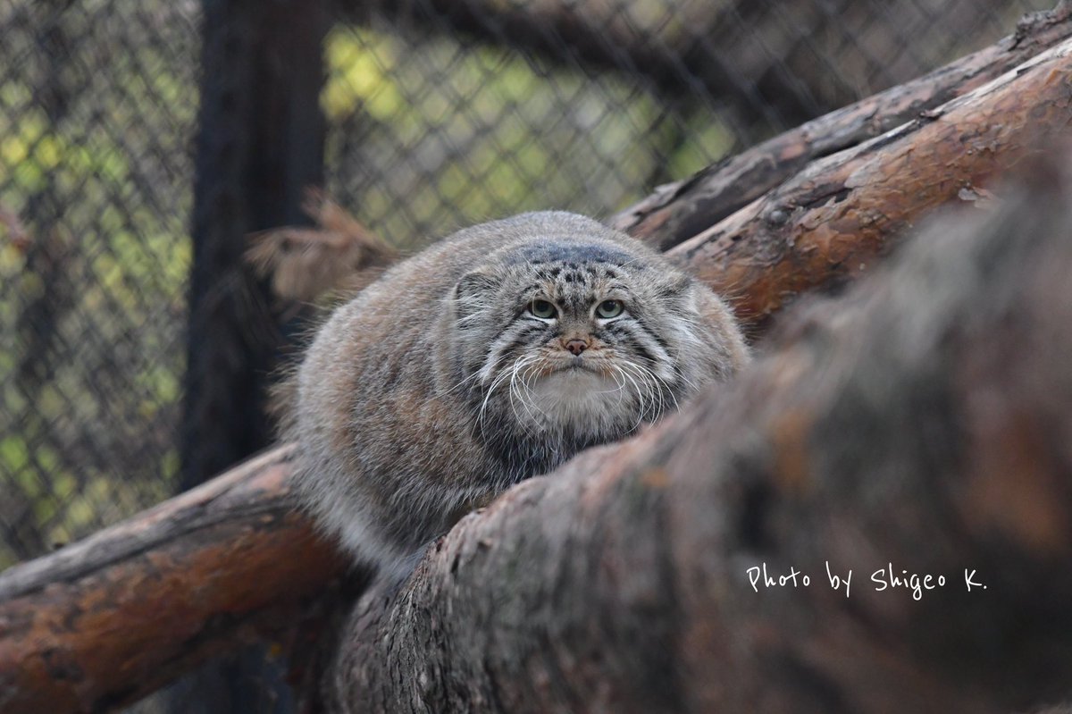 Кот манул медведев. Пара манулов рисунок. Кот манул воронеж. Дальневосточный манул. Стая манулов.