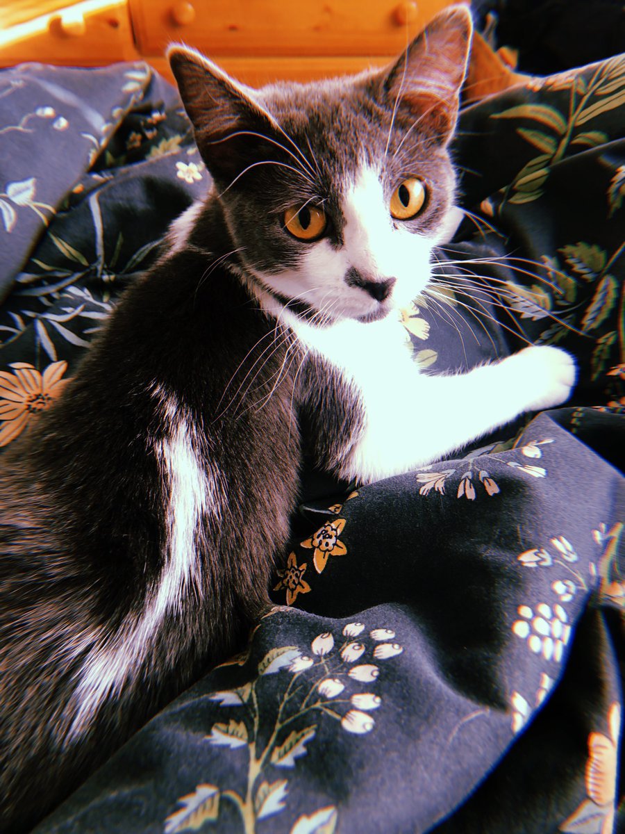 yungdevy's tweet photo. my lil willow baby https://t.co/BEegnvO1jo