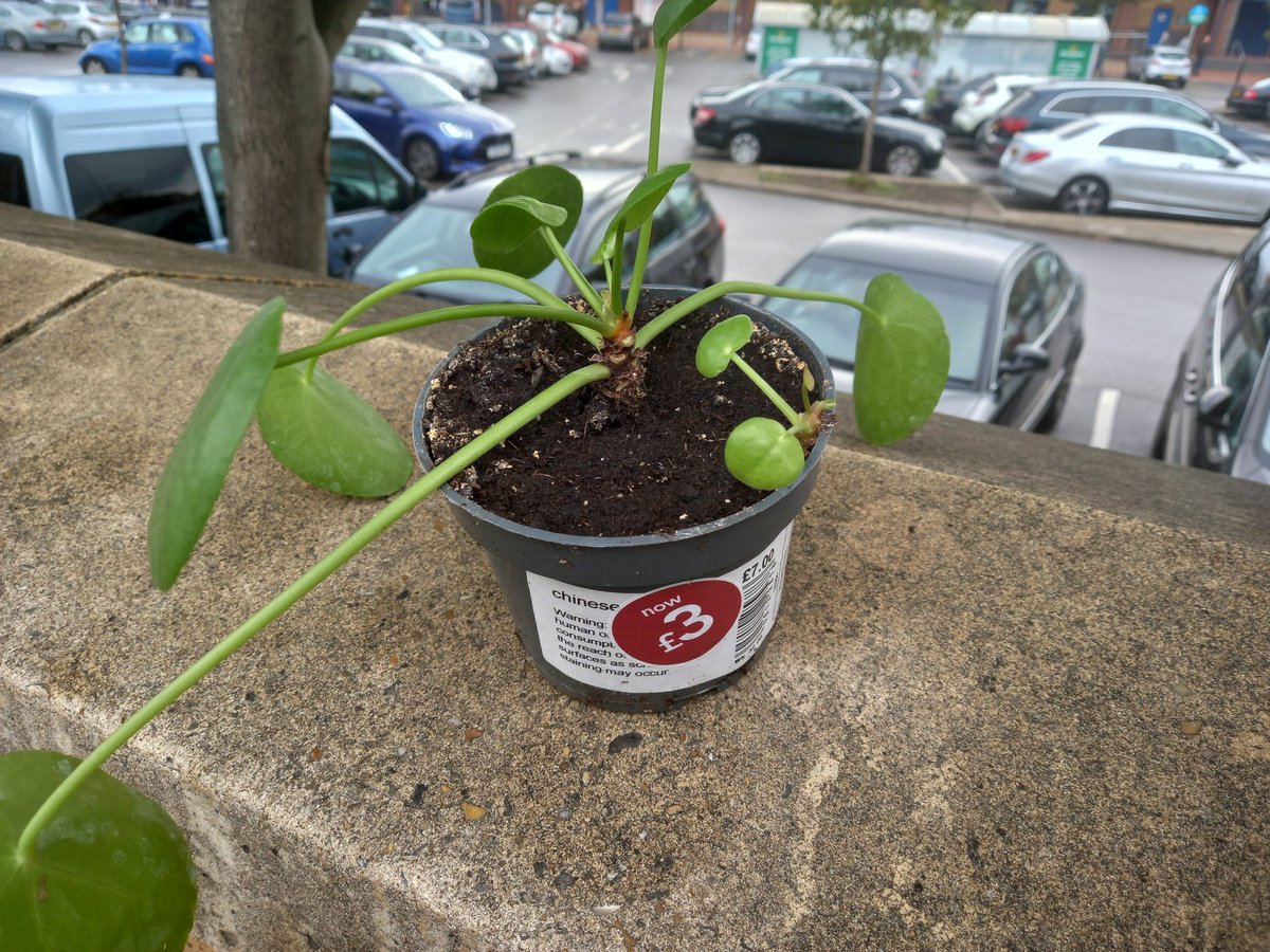 Littlewitch9's tweet photo. When you love plants you just can't help buying bargains 😍 Chinese money plant #plantlover #plantlife #SaturdayMotivation #SaturdayVibes #afternooncoffee https://t.co/RdxdDbVDlX