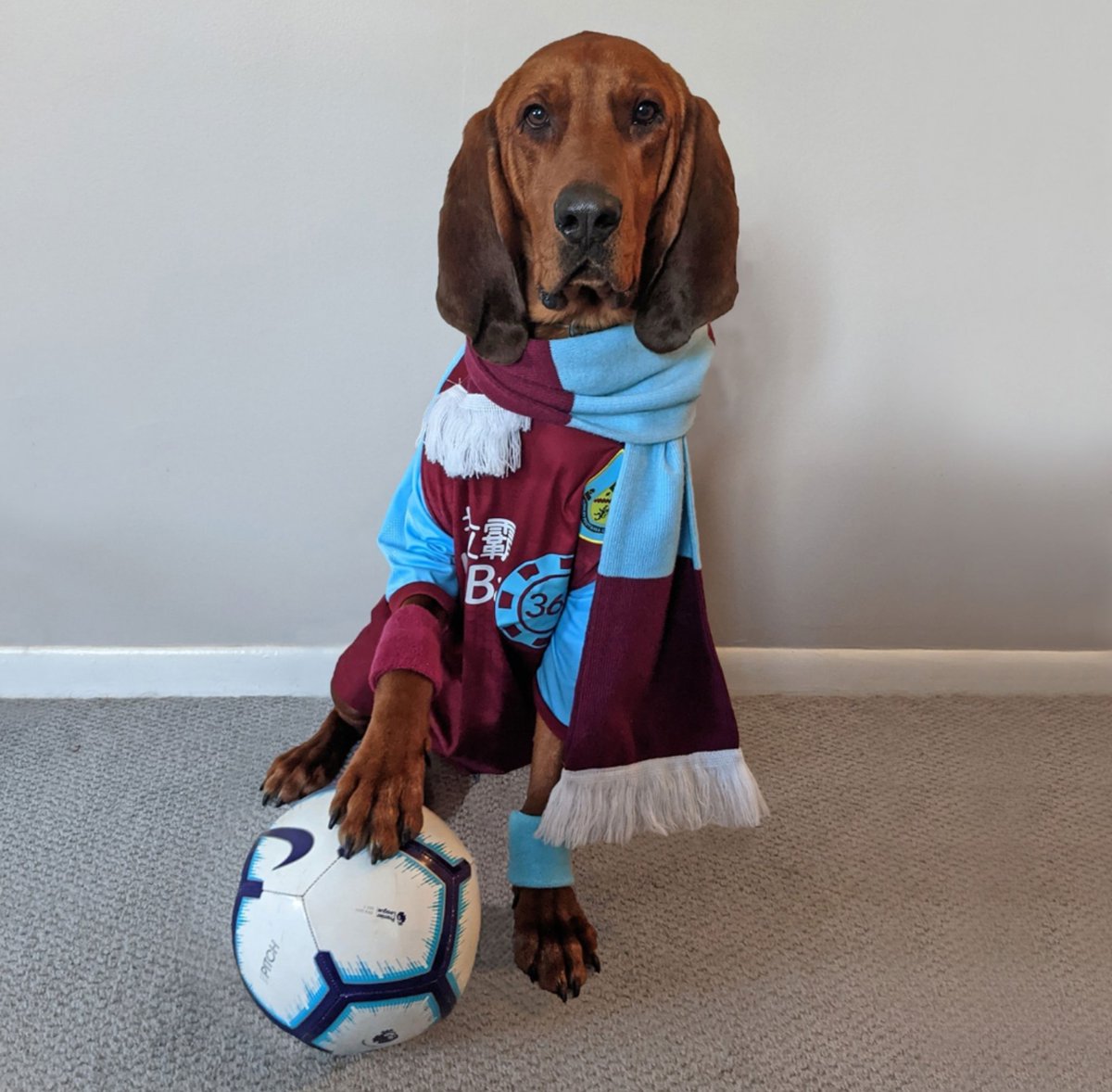 TomItUp's tweet photo. @NBCSportsSoccer Reggie is excited for the game today. But only cause he doesn't know anything about their record vs Man City. #MyPLMorning https://t.co/AF2QlOU1o1