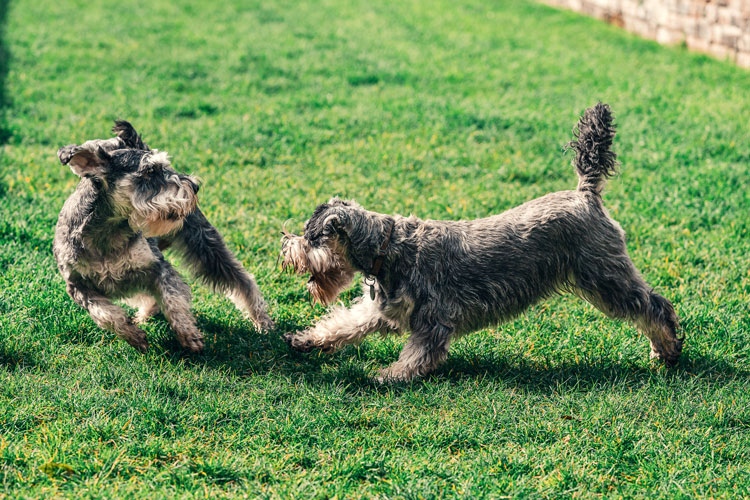 WheelchairsDog's tweet photo. 🐾  Joint Pain In Dogs; Foods And Supplements That Will Help And Improve Mobility

https://t.co/vZeuiKX214

#jointpainindogs #doghealthtips #agingdogs https://t.co/Ox14bu2LMd