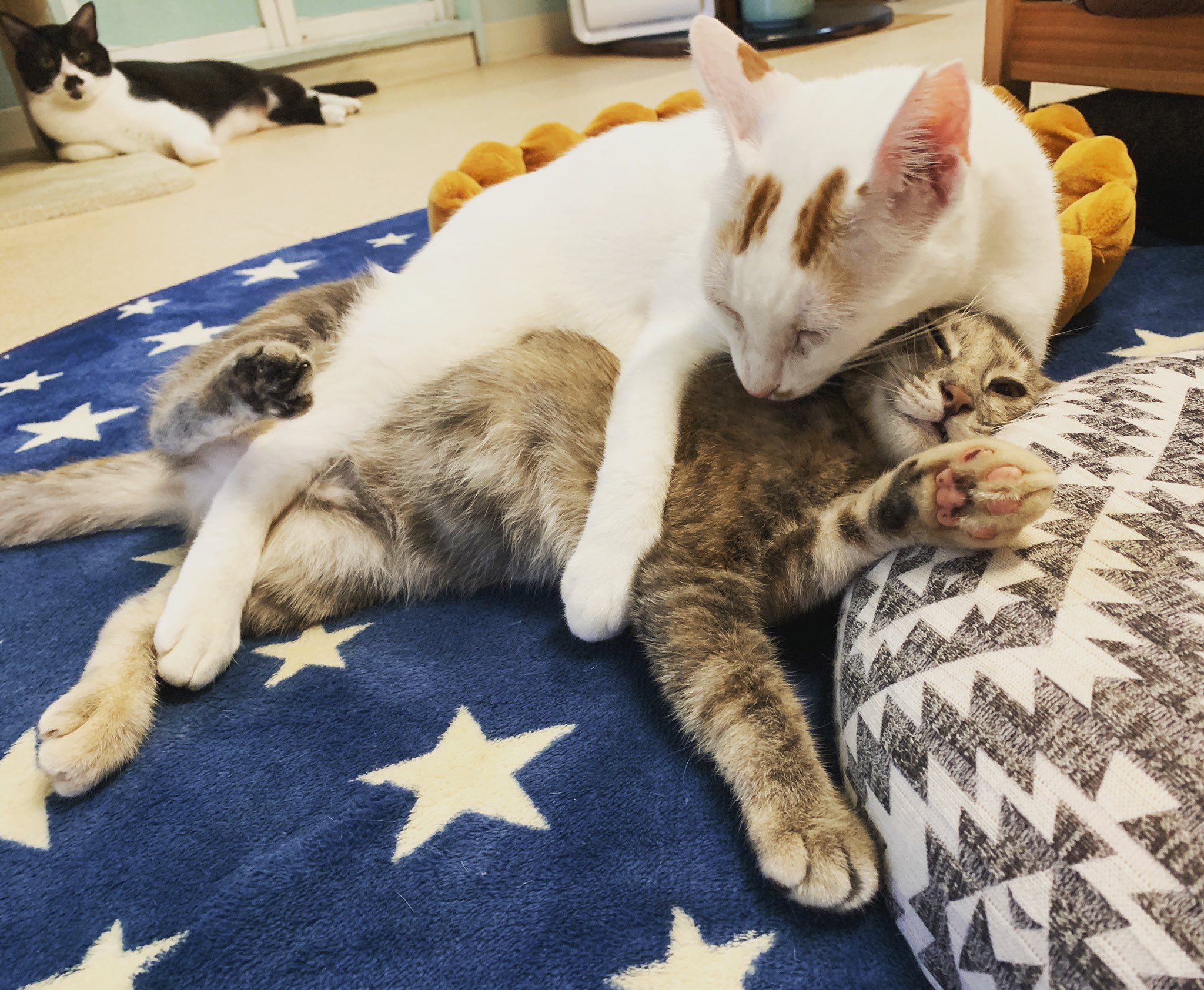 保護猫カフェ カーロ 令和のモテ男 チロくん ついに最年少ひまわりちゃんもその魅力に陥落 保護猫カフェカーロ 猫カフェ カーロ 猫カフェ明石 里親募集猫明石神戸 令和のモテ男 チロくん ひまわりちゃん 背後の視線 ふくみみくん