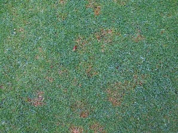 EnvuTurfUK's tweet photo. October is typically the peak Microdochium Patch season. If your turf is looking like the image below, applying fungicides will be beneficial. To find out more about this disease and the control options available, click here 👉 https://t.co/ytvWny4KO8 #Turf365 https://t.co/lqPCgdlYNj