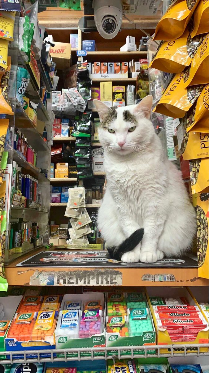 Bodega Cats (@bodegacats_) on Twitter photo 